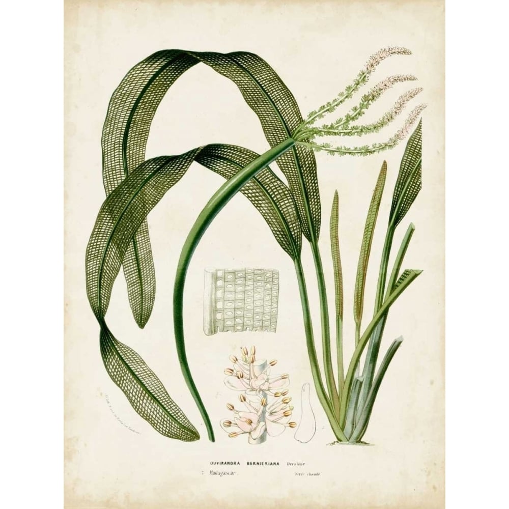 Tropical Grass I Poster Print - Studio Vision-VARPDX93383Z Image 1