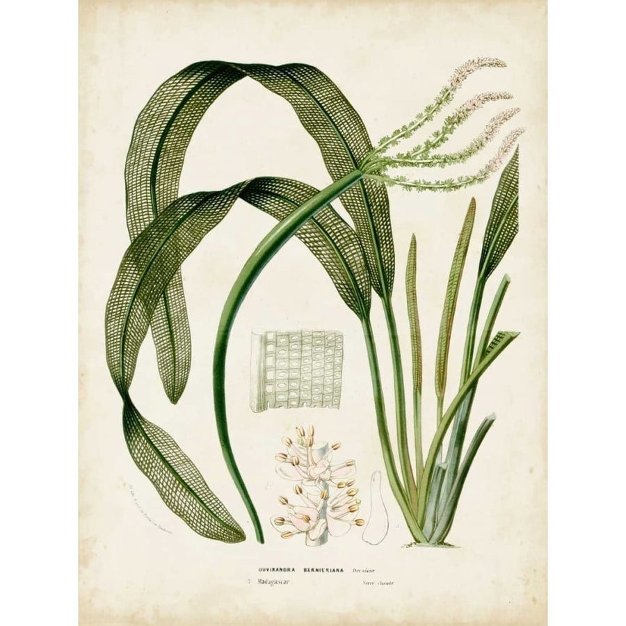 Tropical Grass I Poster Print - Studio Vision-VARPDX93383Z Image 1