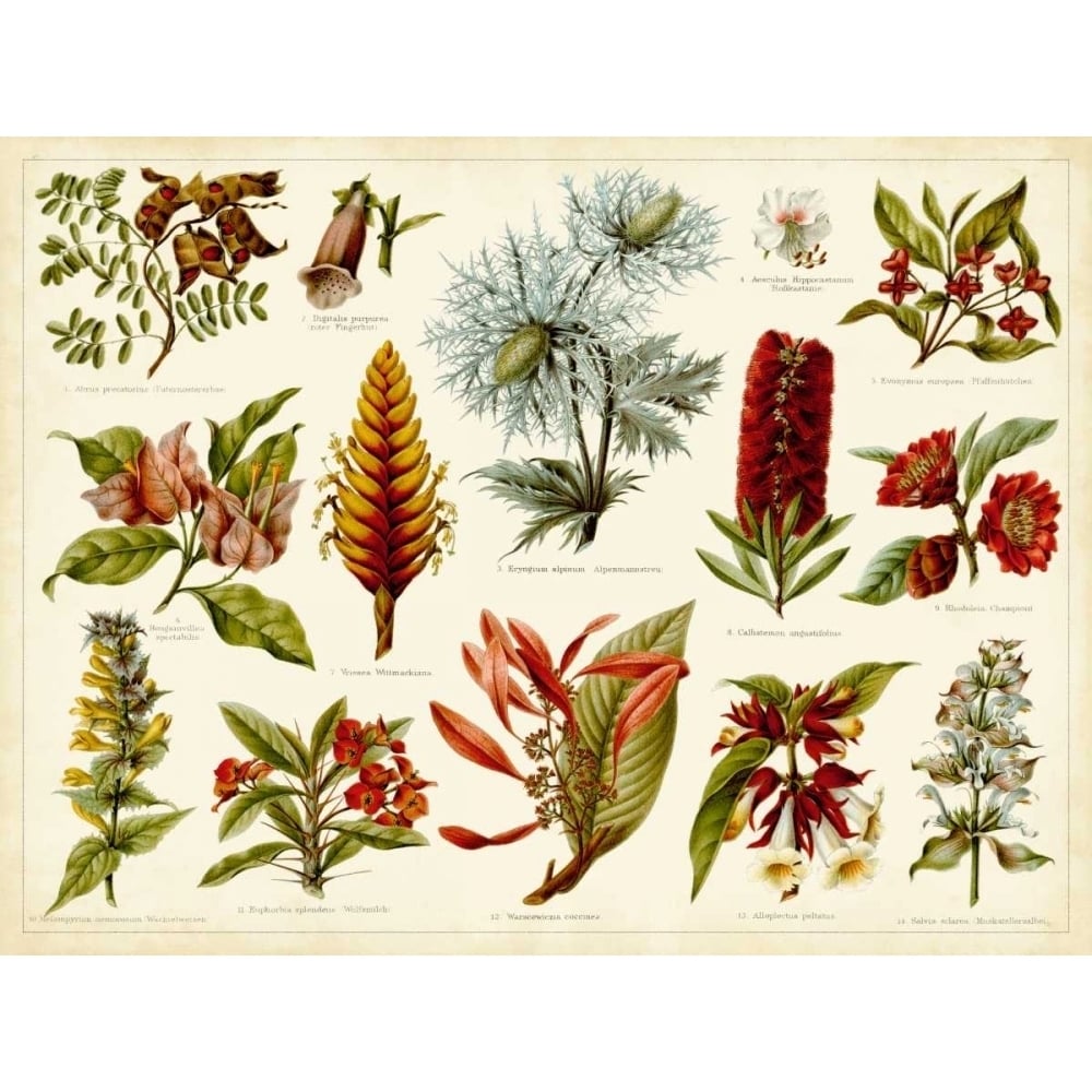 Tropical Botany Chart I Poster Print - Meyers-VARPDX93385Z Image 1