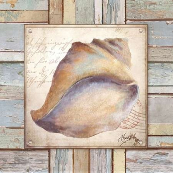 Beach Shell II Poster Print by Elizabeth Medley-VARPDX9340 Image 2