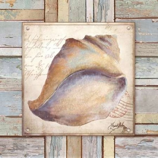 Beach Shell II Poster Print by Elizabeth Medley-VARPDX9340 Image 1