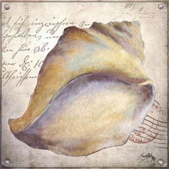 Beach Shell II Poster Print by Elizabeth Medley-VARPDX9340B Image 1