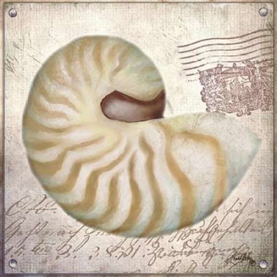 Beach Shell III Poster Print by Elizabeth Medley-VARPDX9341B Image 1