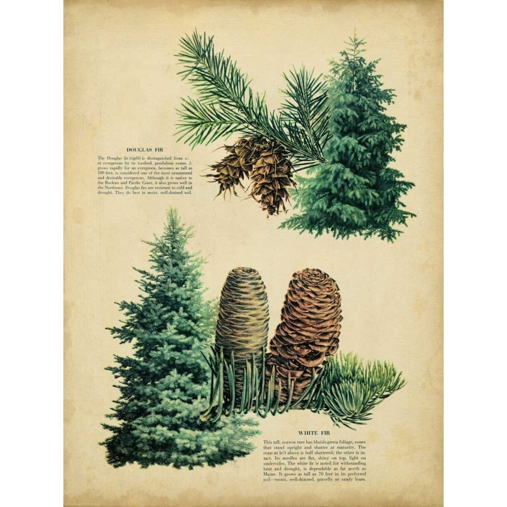 Douglas Fir and White Fir Poster Print - Unknown-VARPDX93466Z Image 1