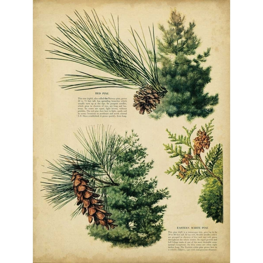 Red Pine and Eastern White Pine Poster Print - Unknown-VARPDX93464Z Image 1