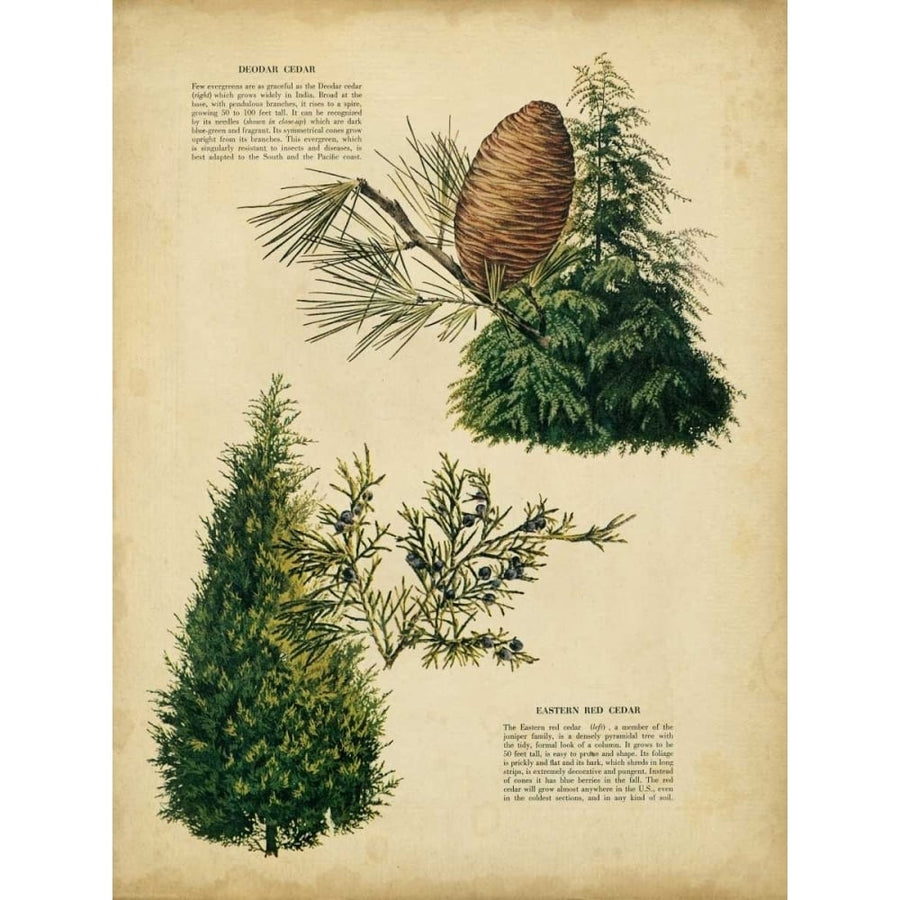 Deodar Cedar and Eastern Red Cedar Poster Print - Unknown-VARPDX93467Z Image 1