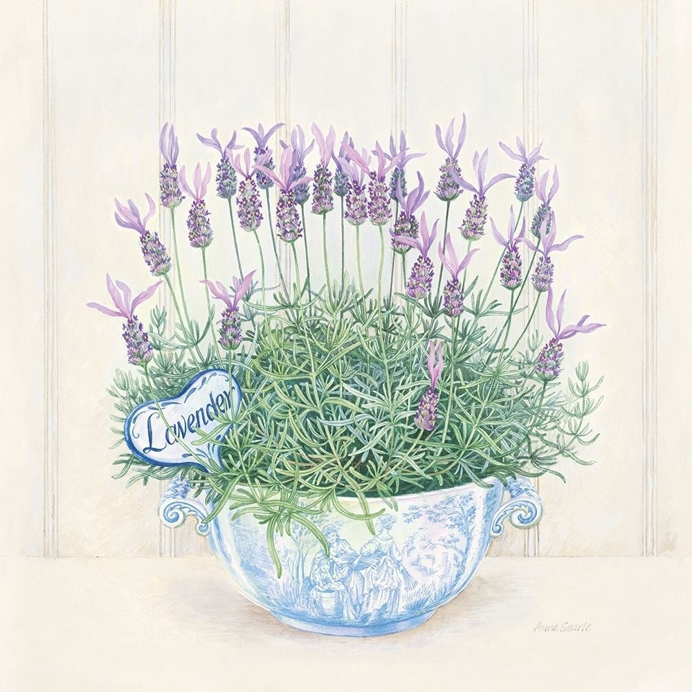 Lavender Poster Print by Anne Searle-VARPDX9360 Image 1