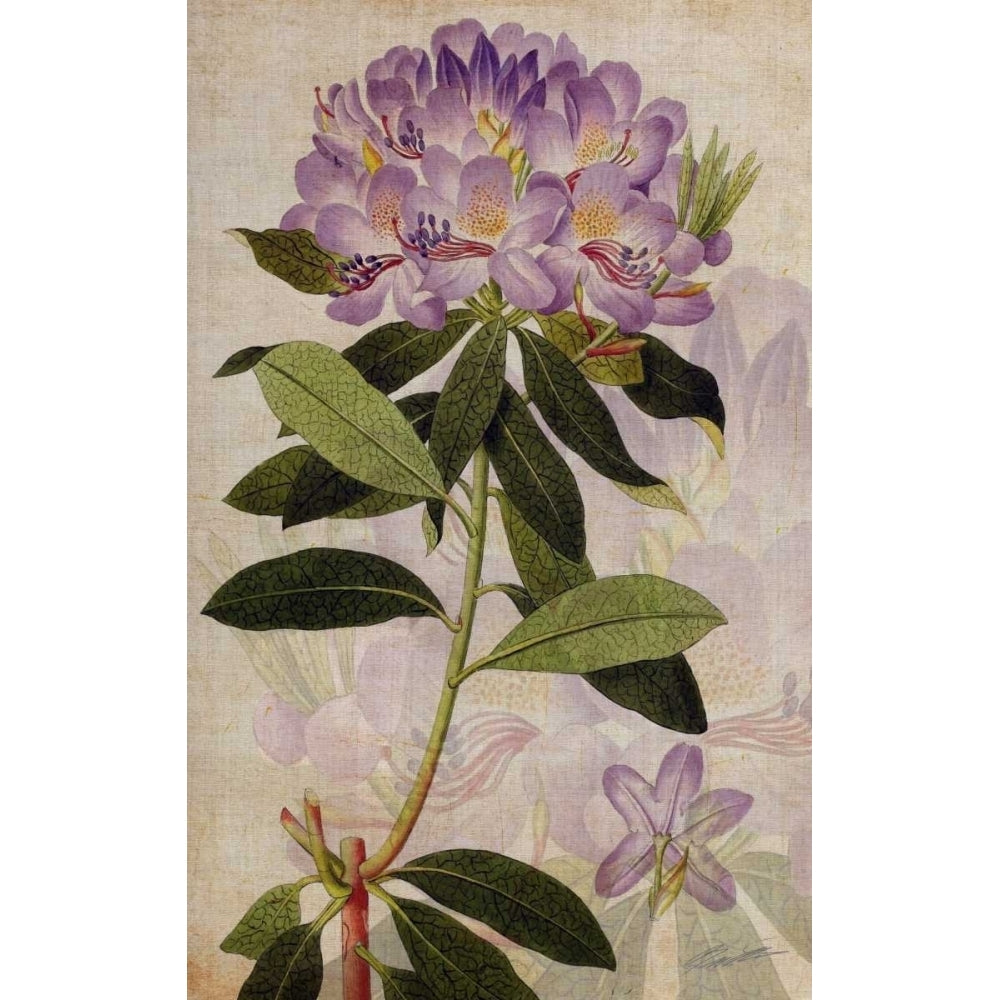 Rhododendron II Poster Print - John Butler-VARPDX93627Z Image 1