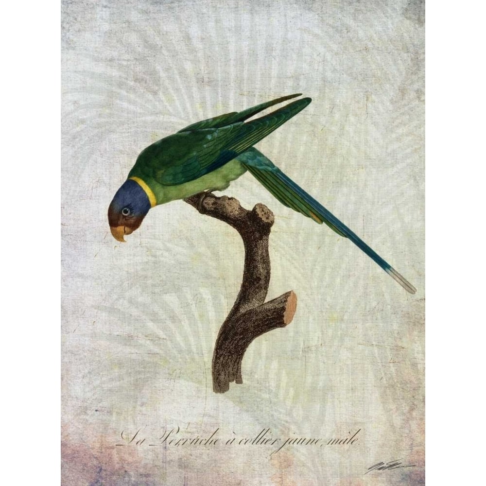 Parrot Jungle IV Poster Print - John Butler-VARPDX93647Z Image 1