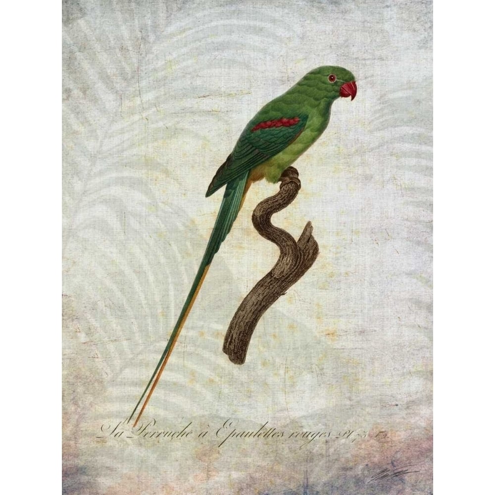 Parrot Jungle III Poster Print - John Butler-VARPDX93646Z Image 1