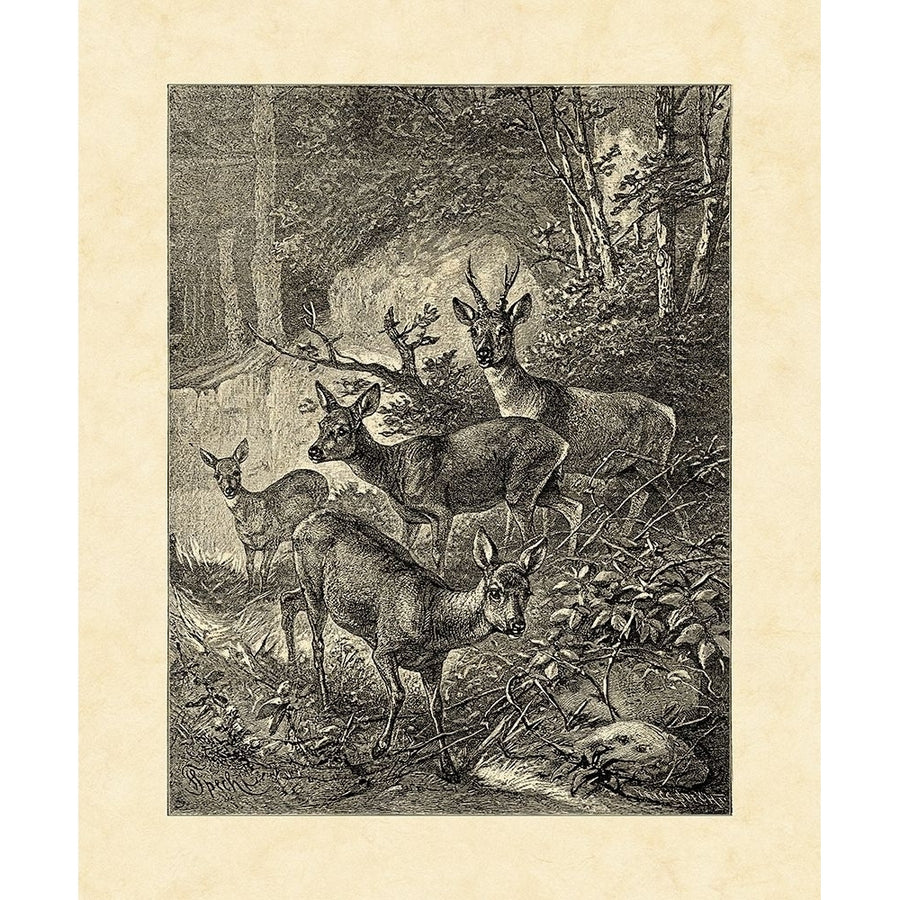 Vintage Roe Deer I Poster Print - Friedrich Specht-VARPDX9369ZL Image 1