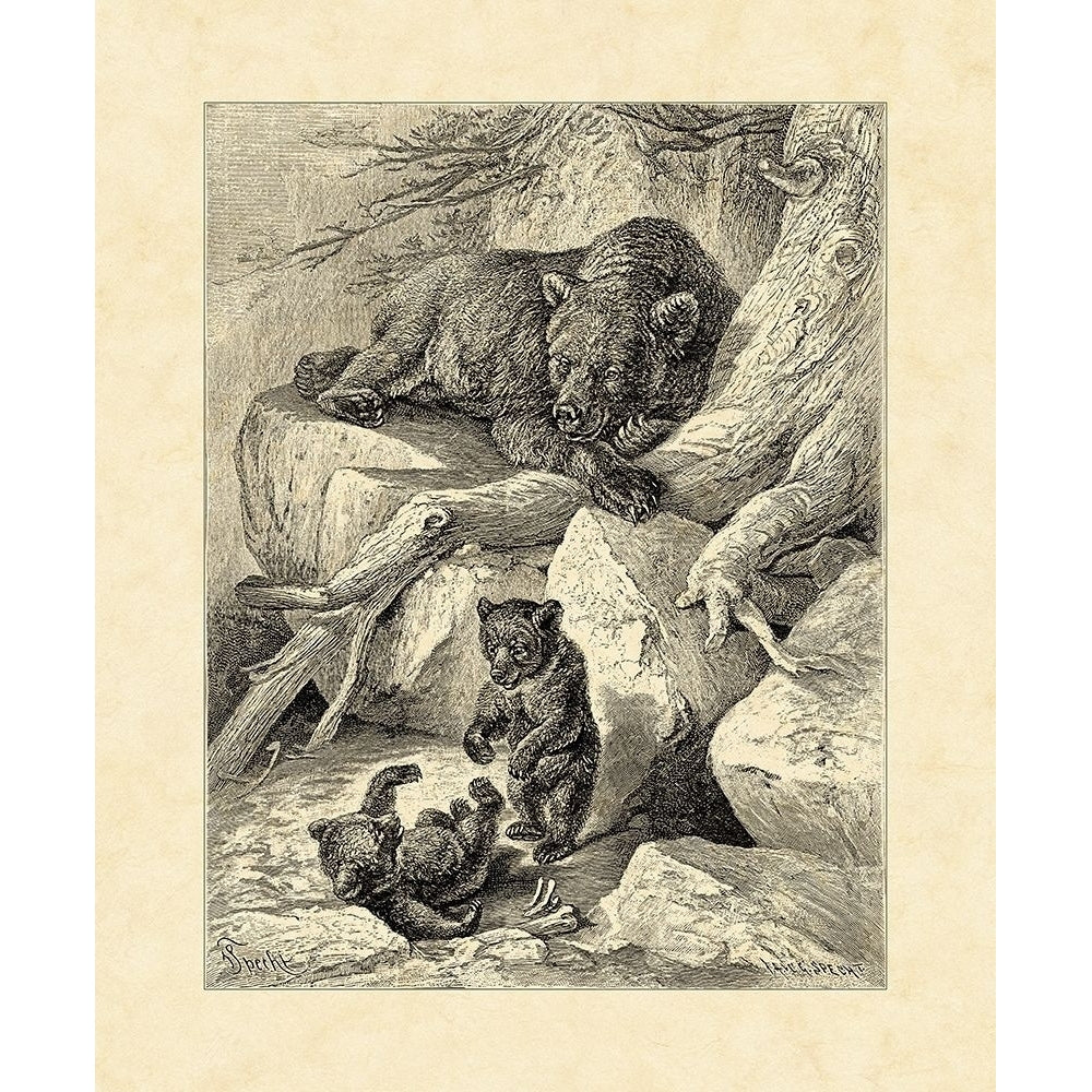 Vintage Common Brown Bear Poster Print - Friedrich Specht-VARPDX9370ZL Image 1