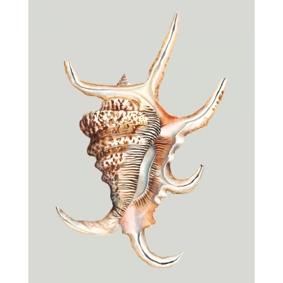 Spider Conch Poster Print - Michael Willett-VARPDX93703Z Image 1