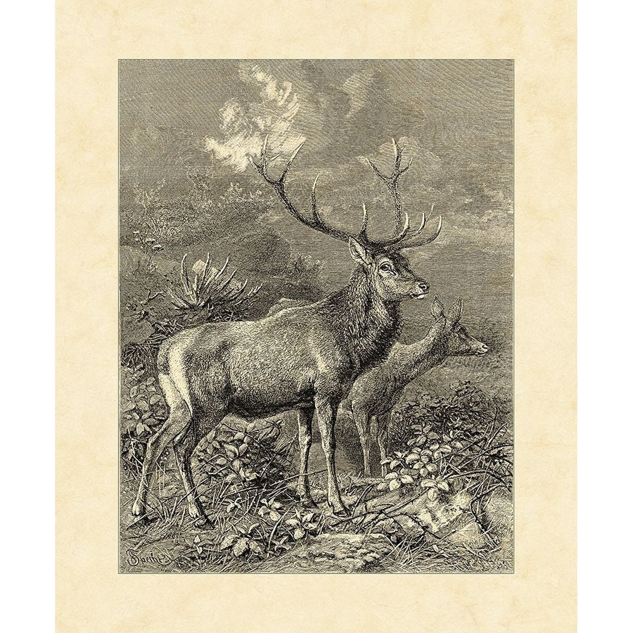 Vintage Roe Deer II Poster Print - Friedrich Specht-VARPDX9371ZL Image 1