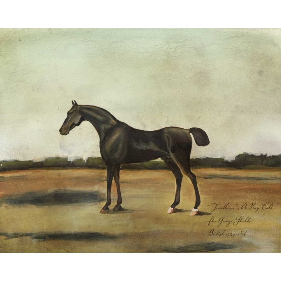 Trentham- A Bay Colt Poster Print - Naomi McCavitt-VARPDX93776Z Image 1