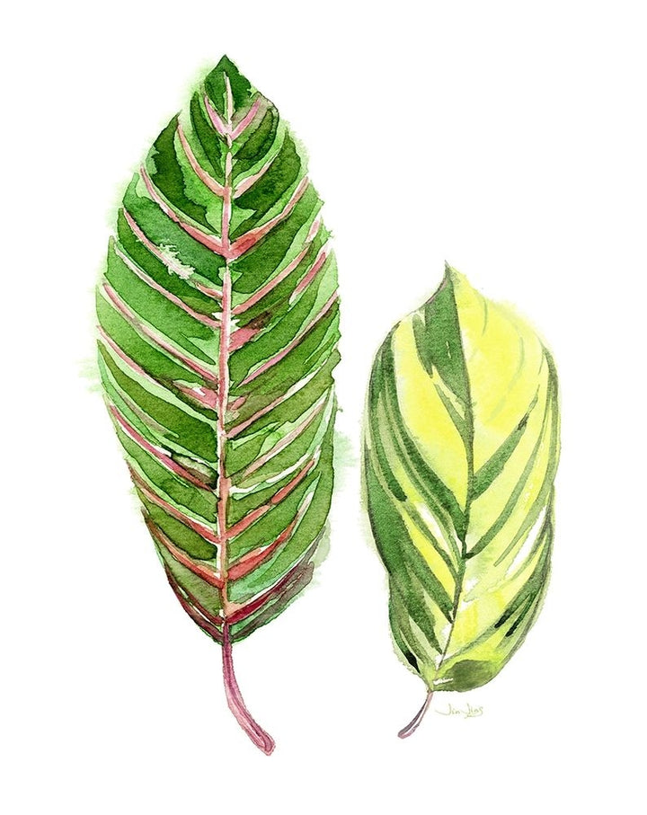 Tropical Variegated Leaf Poster Print by Jin Jing-VARPDX937JIN1151 Image 1