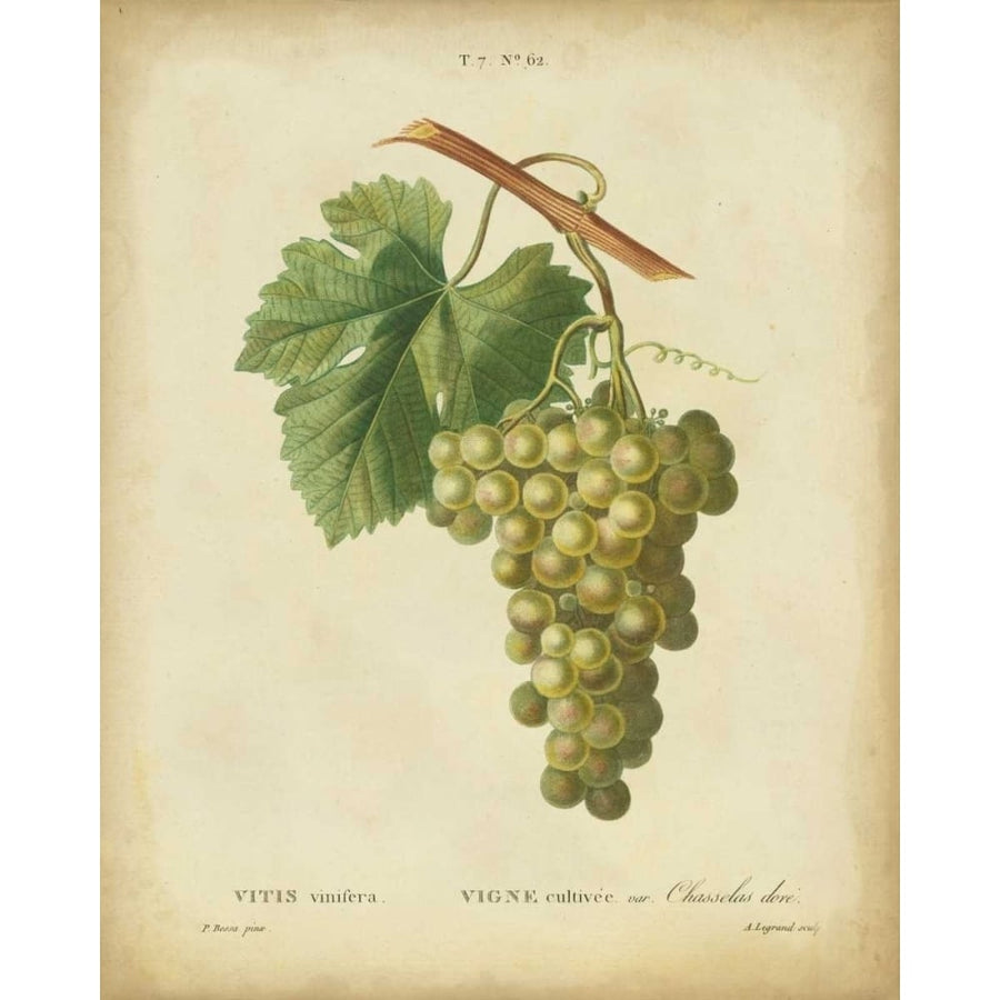 Antique Bessa Grapes II Poster Print - Bessa-VARPDX93809Z Image 1