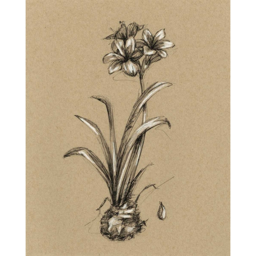 Botanical Sketch Black and White II Poster Print - Ethan Harper-VARPDX93838Z Image 1