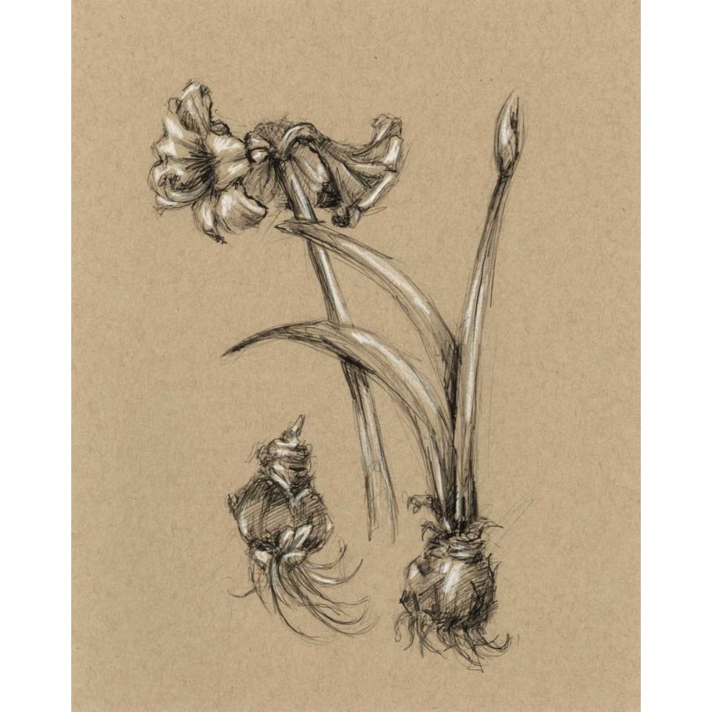 Botanical Sketch Black and White IV Poster Print - Ethan Harper-VARPDX93840Z Image 1