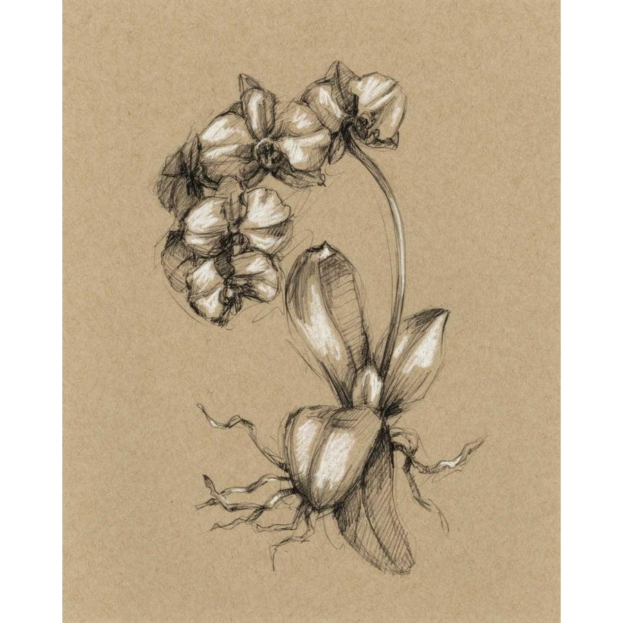 Botanical Sketch Black and White V Poster Print - Ethan Harper-VARPDX93841Z Image 1