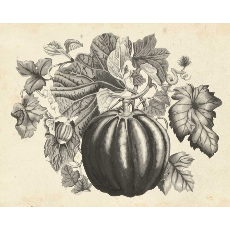 Sepia Squash I Poster Print - Naomi McCavitt-VARPDX93851Z Image 1