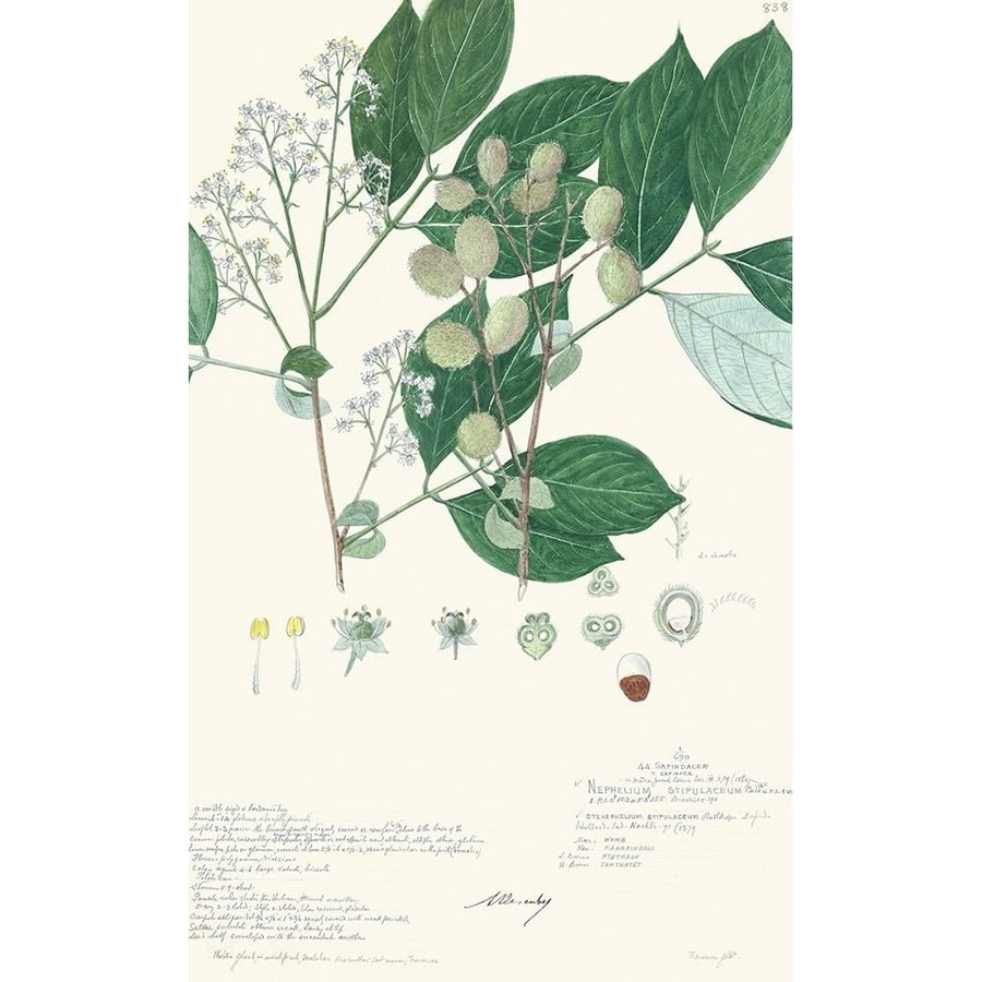 Delicate Descubes IV Poster Print - Descubes A.-VARPDX93907Z Image 1