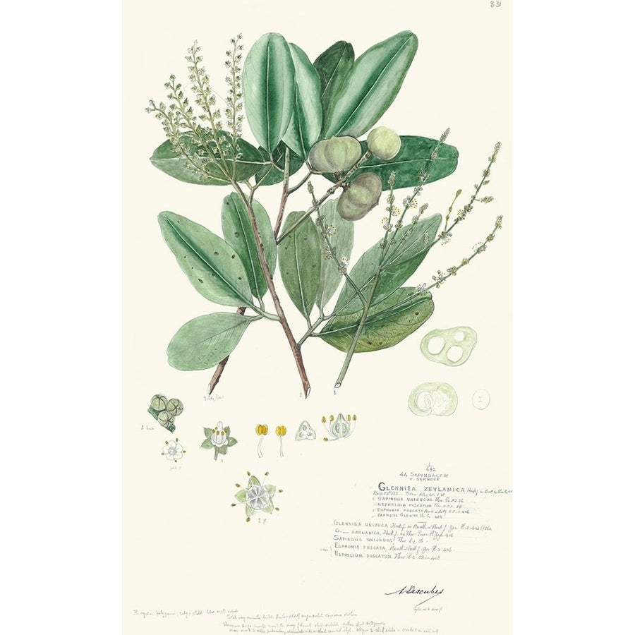 Delicate Descubes III Poster Print - Descubes A.-VARPDX93906Z Image 1