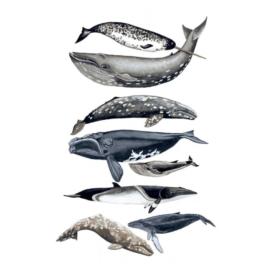 Whale Display II Poster Print - Naomi McCavitt-VARPDX93993Z Image 1