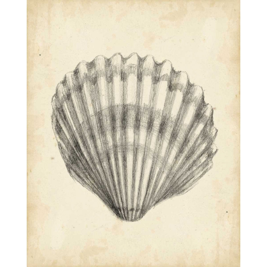 Antique Shell Study III Poster Print - Ethan Harper-VARPDX94017Z Image 1