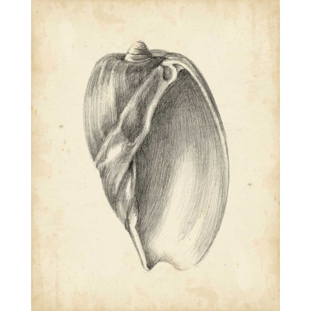 Antique Shell Study VI Poster Print - Ethan Harper-VARPDX94020Z Image 1