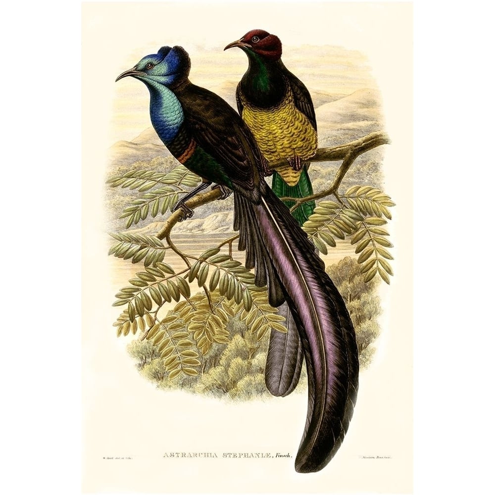 Gould Bird of Paradise I Poster Print - Gould-VARPDX9402Z Image 1