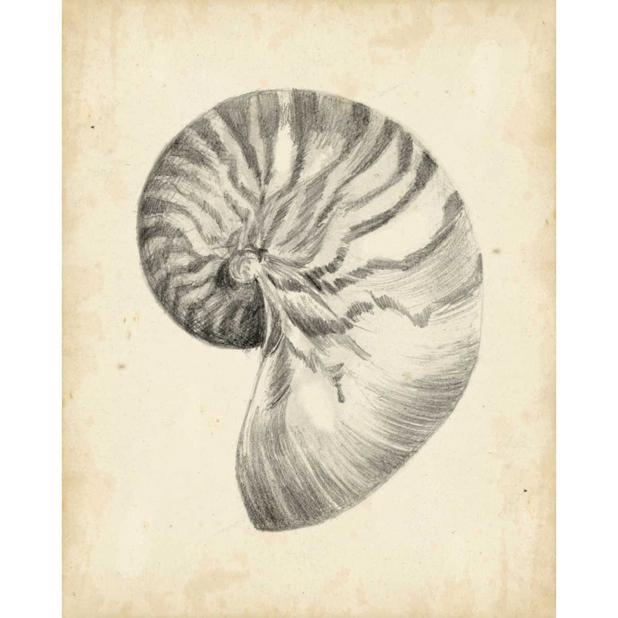 Antique Shell Study I Poster Print - Ethan Harper-VARPDX94015Z Image 1