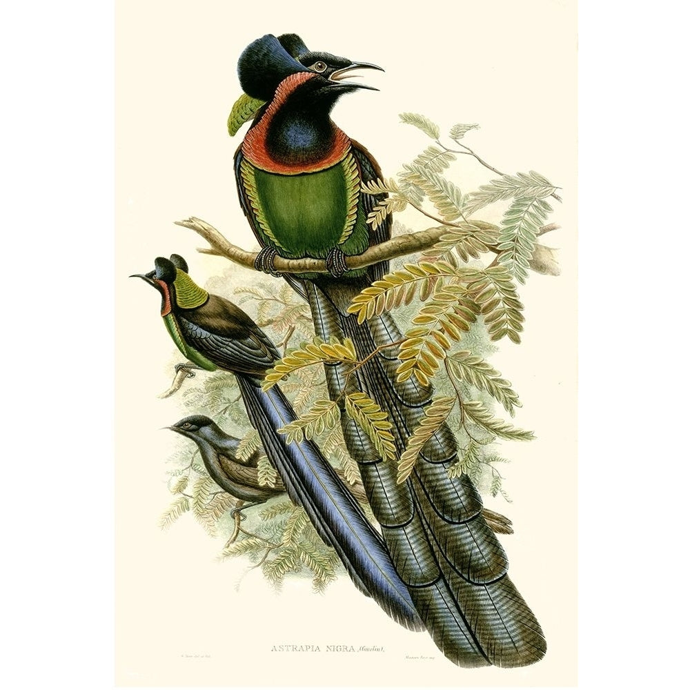 Gould Bird of Paradise II Poster Print - Gould-VARPDX9403Z Image 1