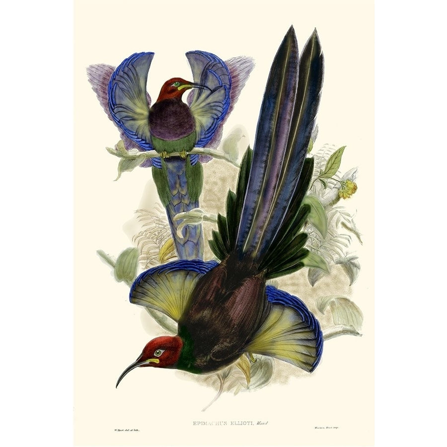 Gould Bird of Paradise III Poster Print - Gould-VARPDX9404Z Image 1