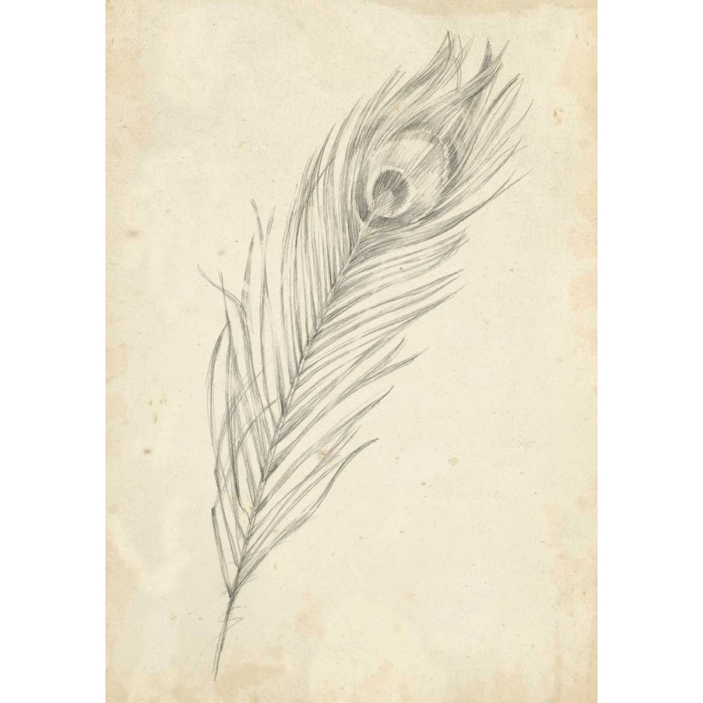 Peacock Feather Sketch II Poster Print - Ethan Harper-VARPDX94084Z Image 1