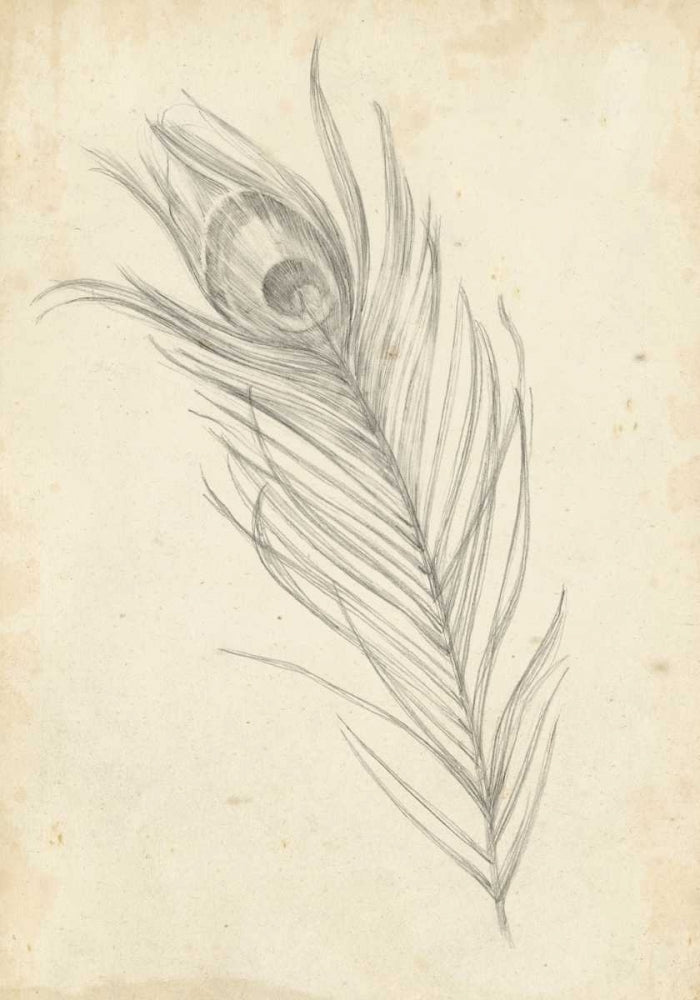 Peacock Feather Sketch I Poster Print - Ethan Harper-VARPDX94083Z Image 1