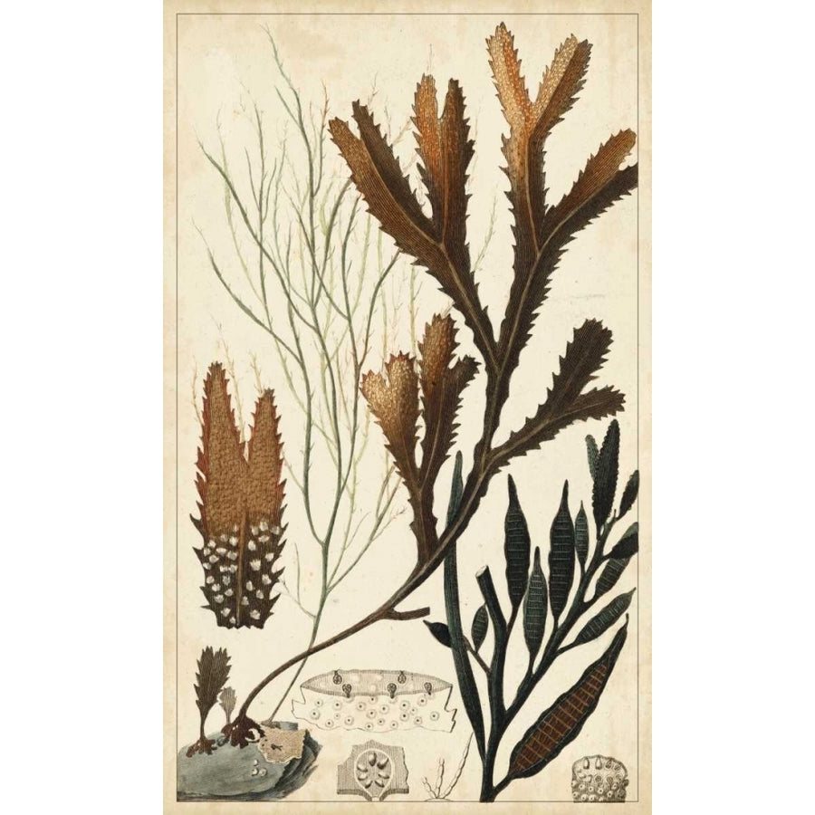 Turpin Seaweed I Poster Print - Turpin-VARPDX94135Z Image 1