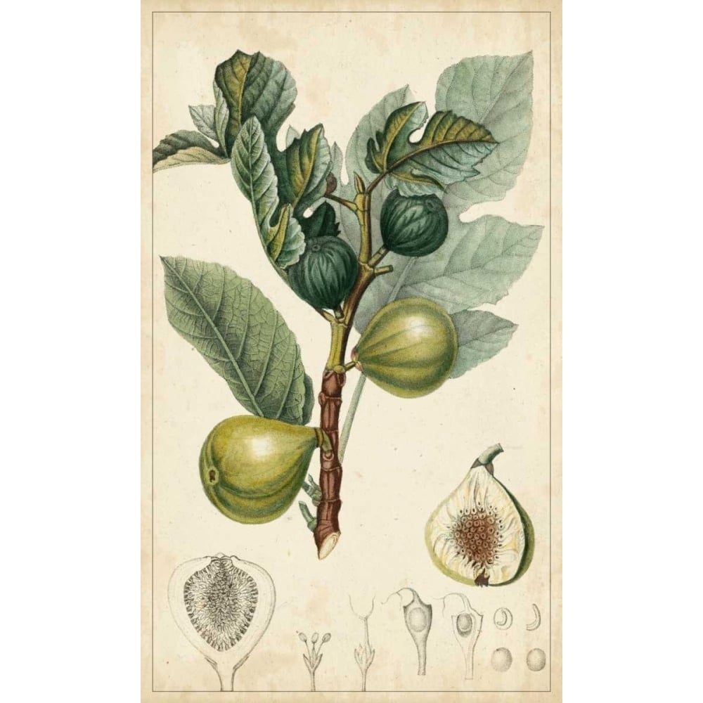 Exotic Fruits I Poster Print - Turpin-VARPDX94131Z Image 1