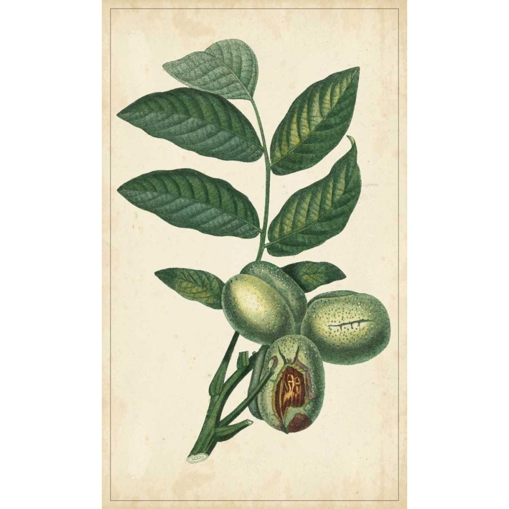 Exotic Fruits IV Poster Print - Turpin-VARPDX94134Z Image 1