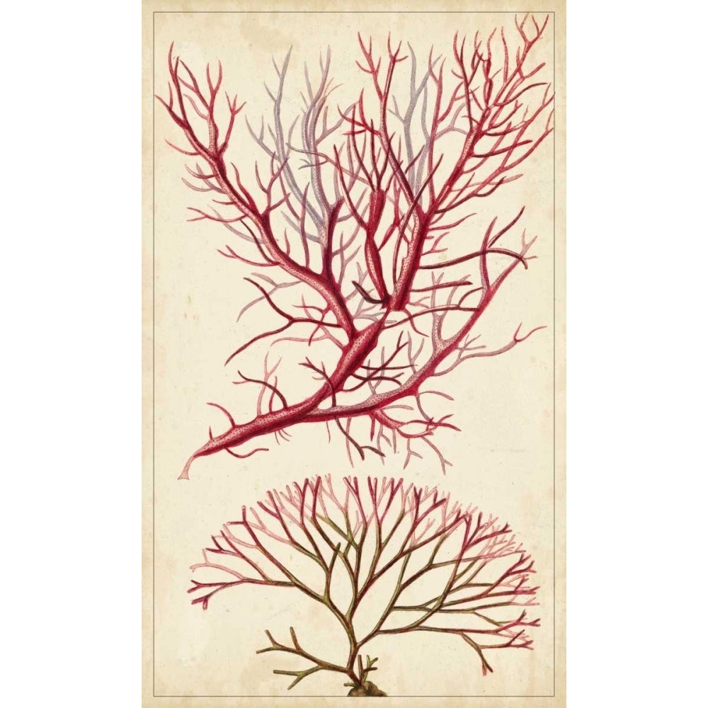 Turpin Seaweed V Poster Print - Turpin-VARPDX94139Z Image 1