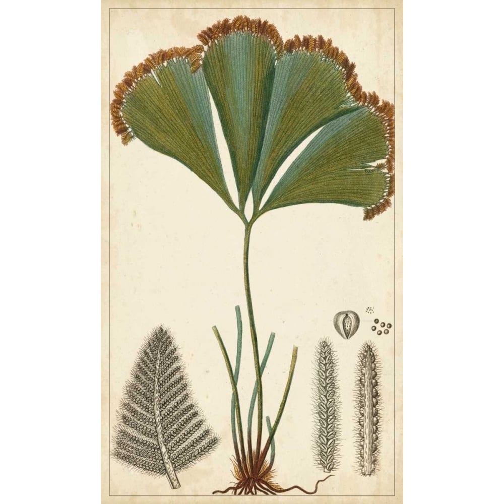 Foliage Botanique I Poster Print - Turpin-VARPDX94141Z Image 1