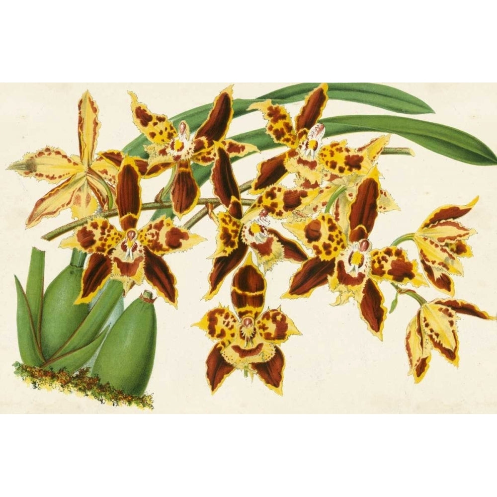 Graceful Orchids I Poster Print - Stroobant-VARPDX94145Z Image 1