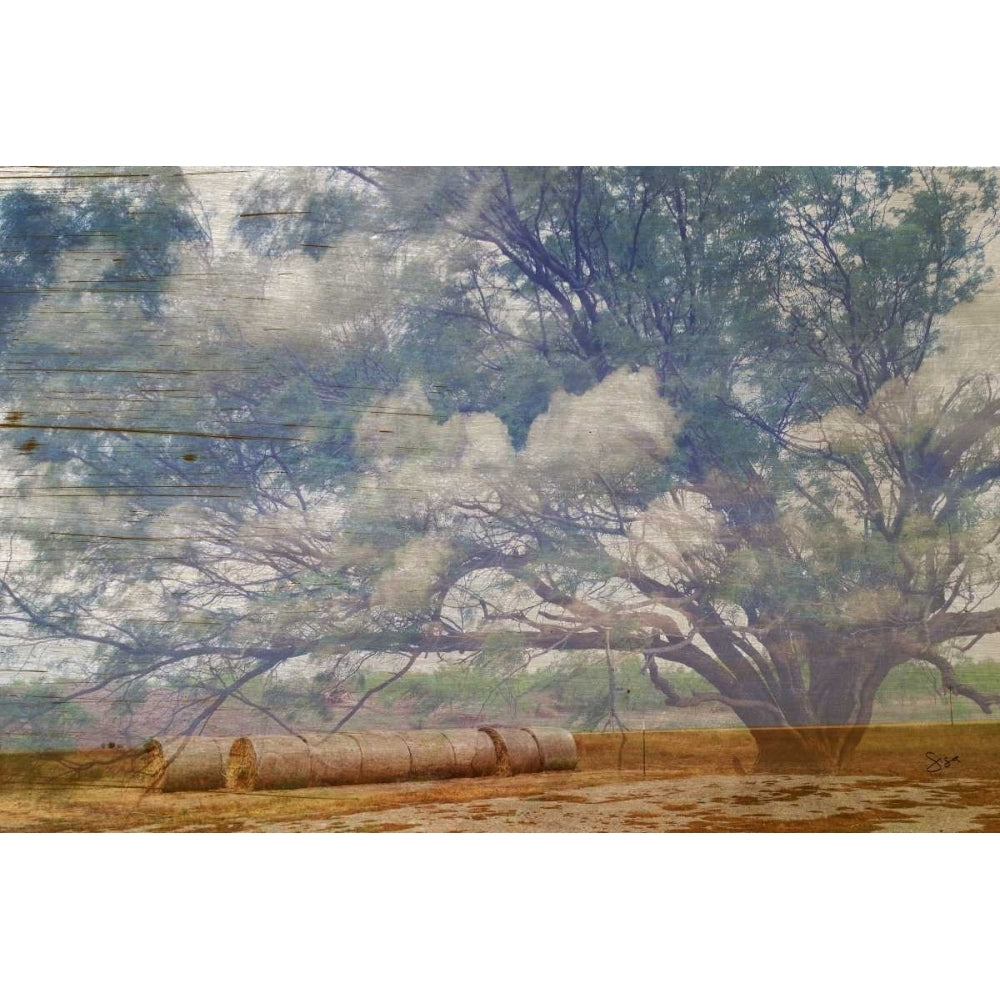 Texas Tree Collage Poster Print - Sisa Jasper-VARPDX94227Z Image 1