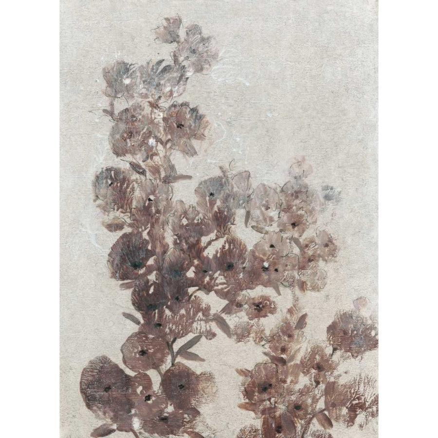 Sepia Flower Study I Poster Print - Tim OToole-VARPDX94250FN Image 1