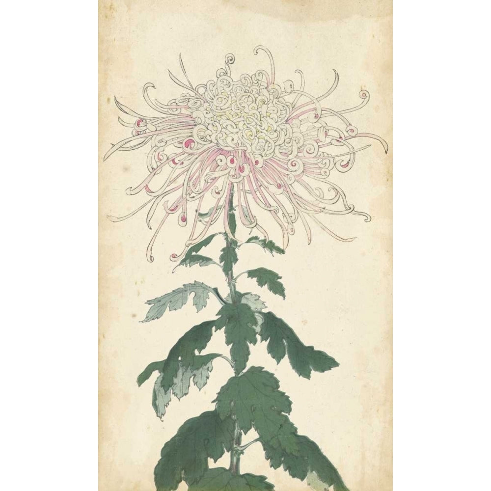 Elegant Chrysanthemums IV Poster Print - Unknown-VARPDX94304Z Image 1