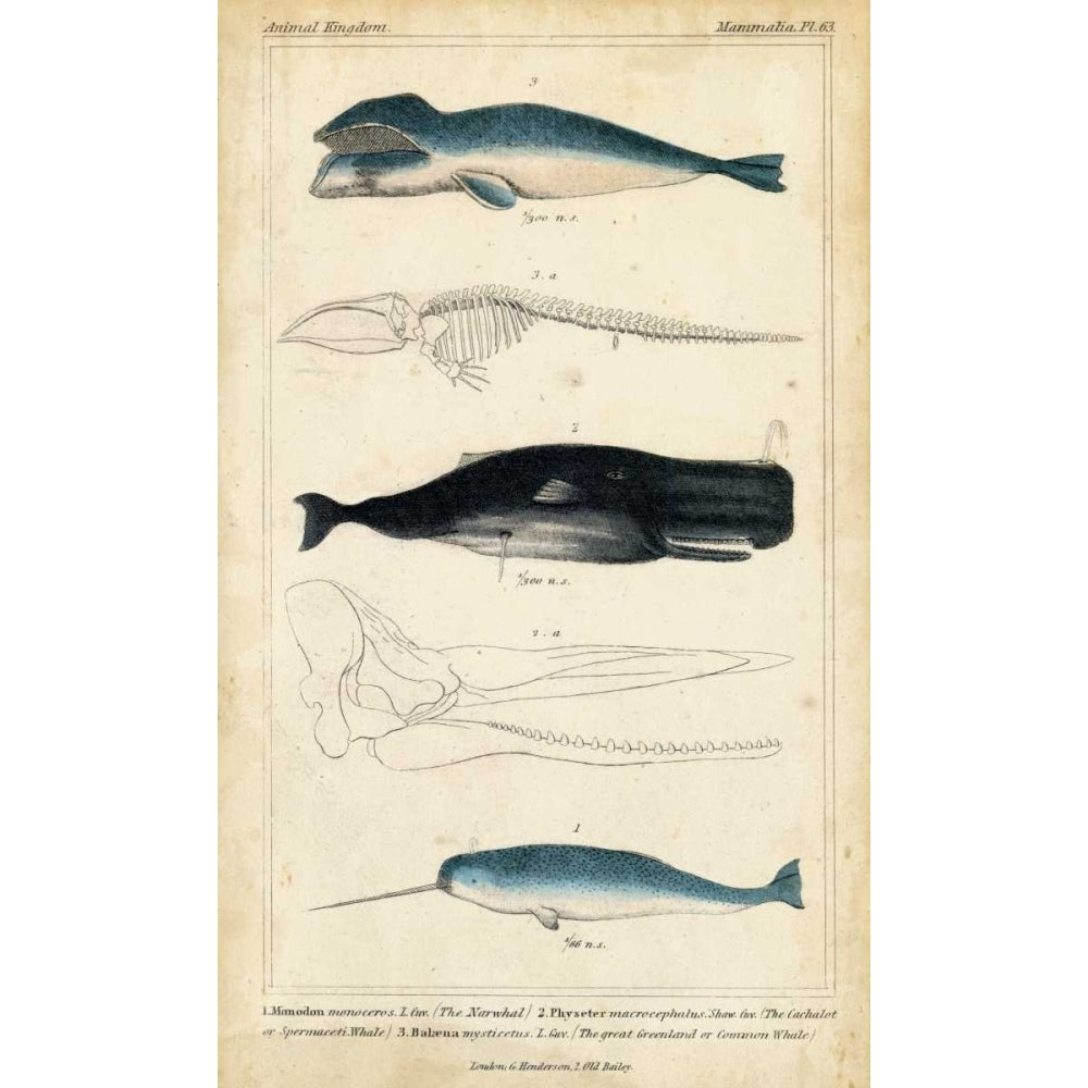 Antique Whale and Dolphin Study III Poster Print - Henderson G.-VARPDX94316Z Image 1