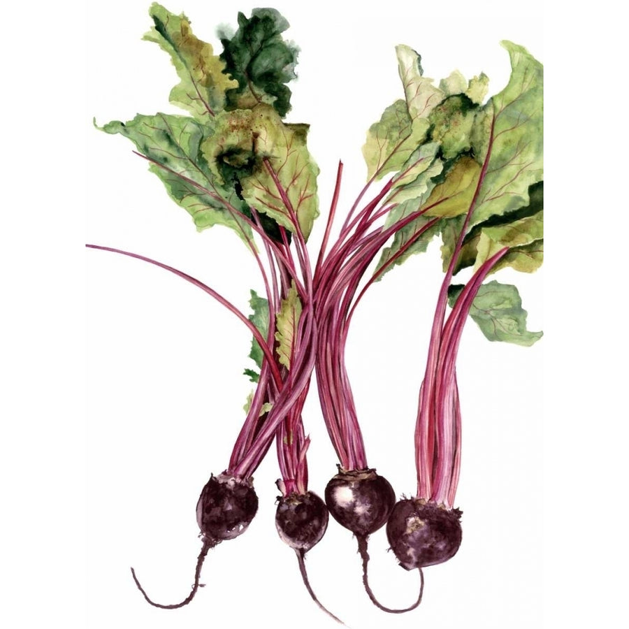 Watercolor Beets Poster Print - Michael Willett-VARPDX94363F Image 1