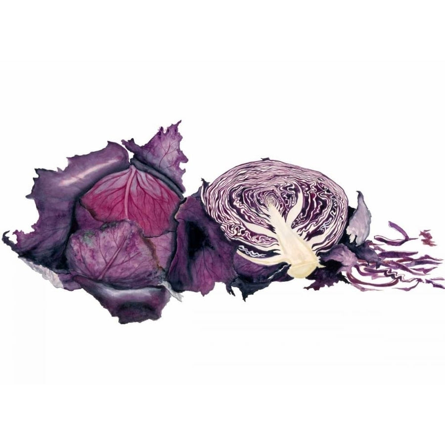 Watercolor Purple Cabbage Poster Print - Michael Willett-VARPDX94361F Image 1