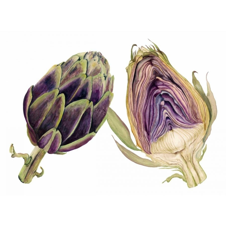 Watercolor Artichoke Poster Print - Michael Willett-VARPDX94360F Image 1