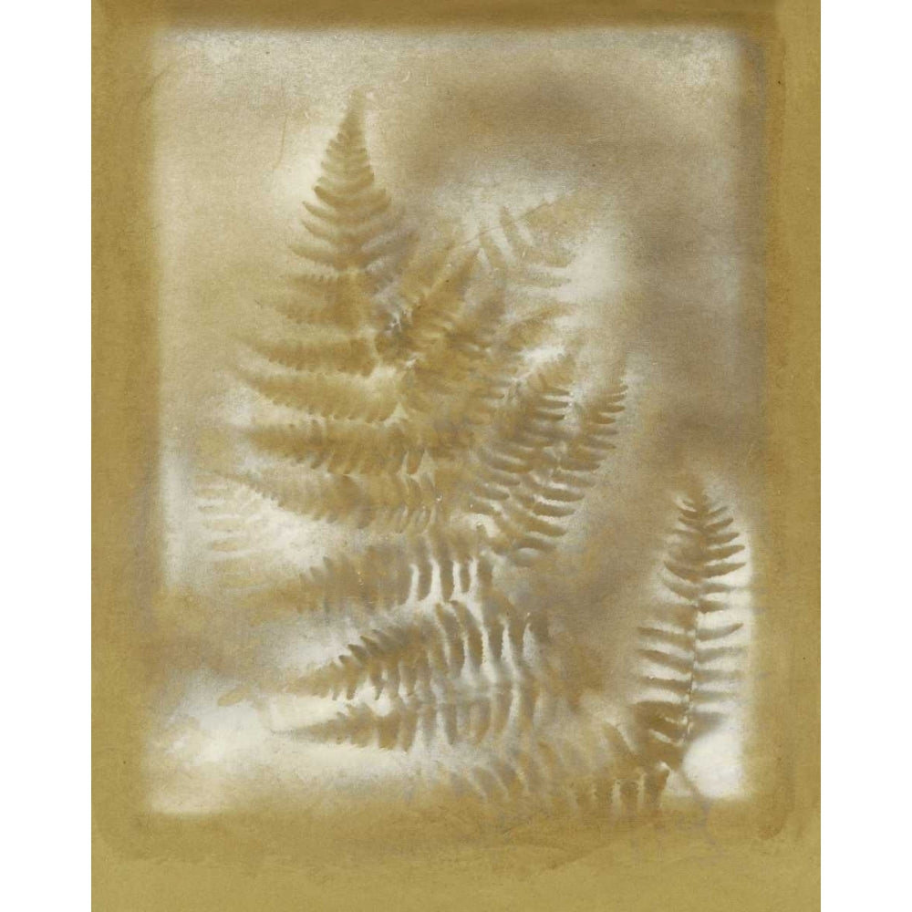 Shadows and Ferns IV Poster Print - Renee W. Stramel-VARPDX94498Z Image 1